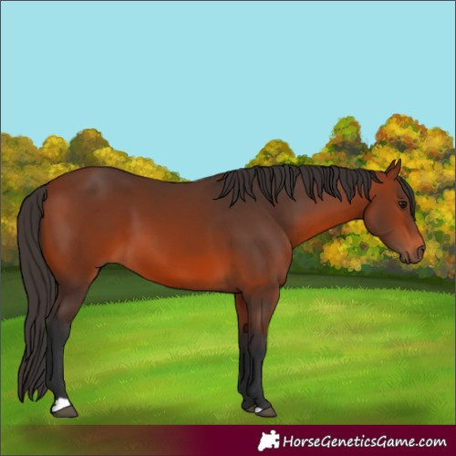Horse Color:Bay 
