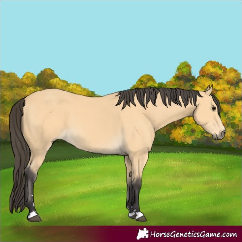 Horse Color:Buckskin
