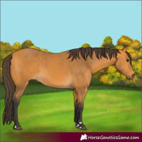 Horse Color:Buckskin