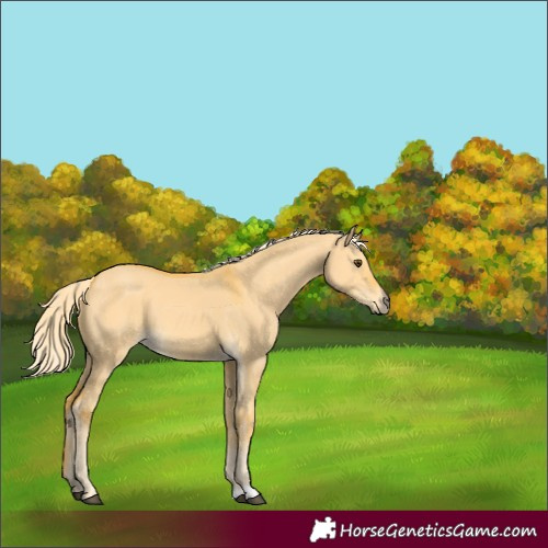 Horse Color:Palomino Dun