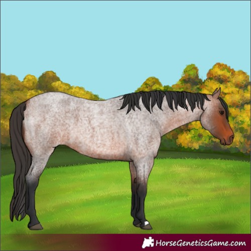 Horse Color:Unknown 
