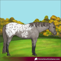 Horse Color:Grullo Appaloosa 