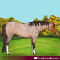 Horse Color:Bay Roan Tobiano