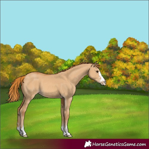 Horse Color:Unknown 