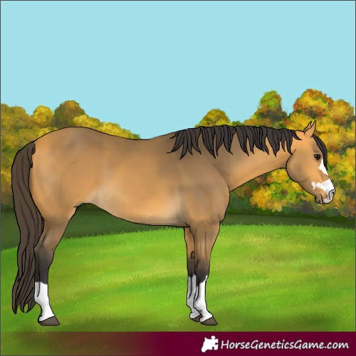 Horse Color:Unknown 