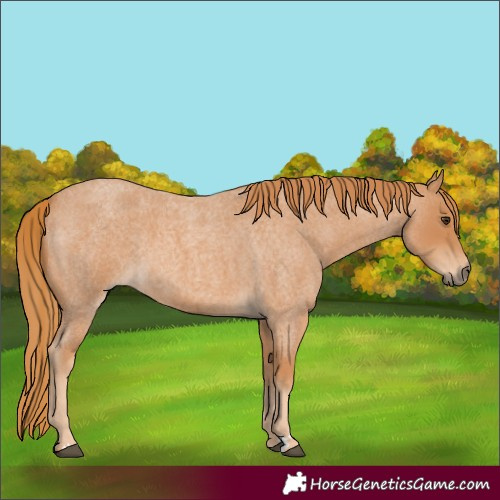 Horse Color:Unknown