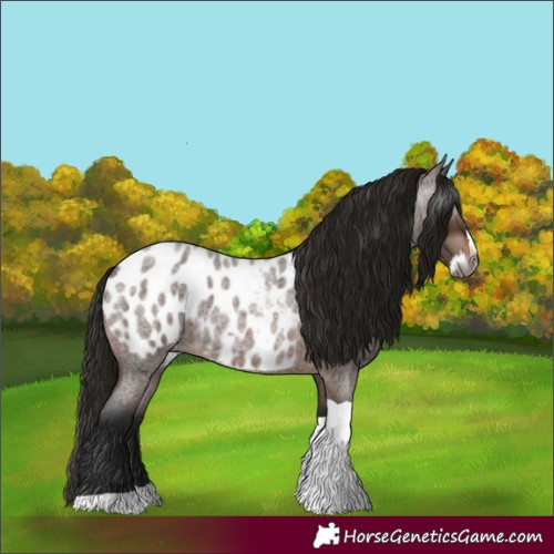 Horse Color:Gray Bay Roan Splash Tobiano Appaloosa 