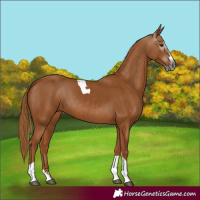 Horse Color:Gray Chestnut Splash Tobiano 
