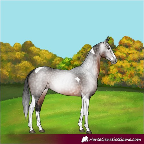 Horse Color:Gray Bay Splash Tobiano