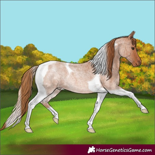Horse Color:Red Roan Tobiano 