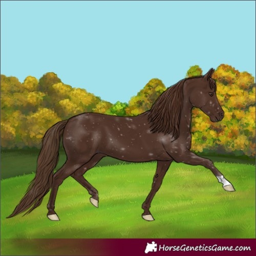 Horse Color:Gray Chestnut 