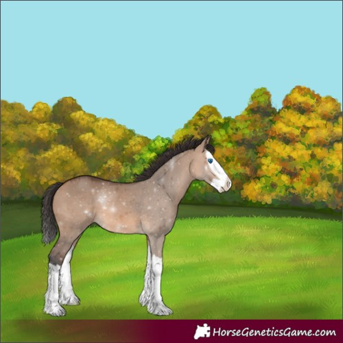 Horse Color:Unknown 