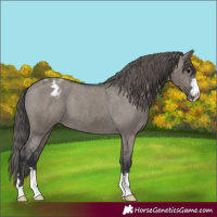 Horse Color:Grullo Appaloosa 