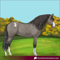 Horse Color:Grullo Appaloosa 