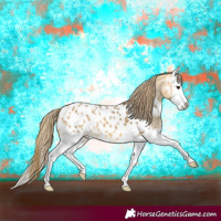 Horse Color:Buckskin Dun Splash Appaloosa 