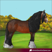 Horse Color:Gray Bay Splash Tobiano
