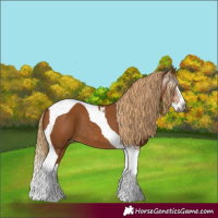 Horse Color:Gray Chestnut Splash Tobiano 