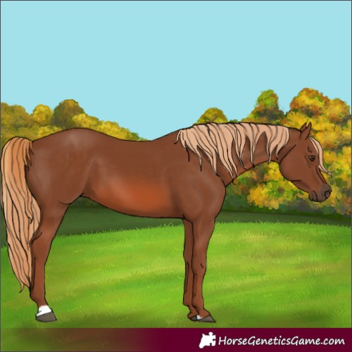 Horse Color:Chestnut 