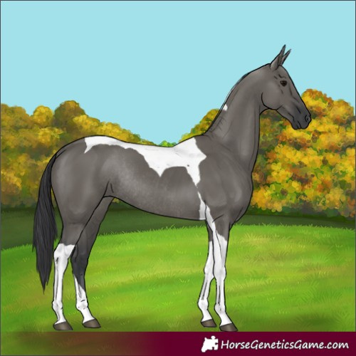 Horse Color:Grullo Tobiano Rabicano