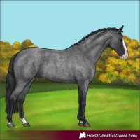Horse Color:Blue Roan Splash 