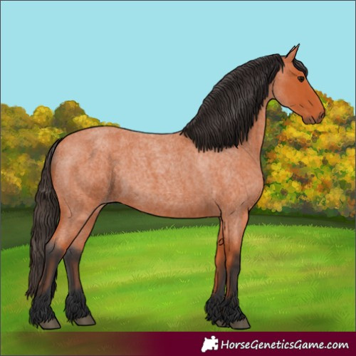 Horse Color:Bay Roan