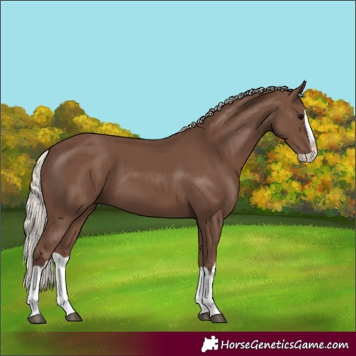 Horse Color:Silver Black Splash