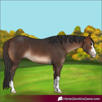 Horse Color:Brown 
