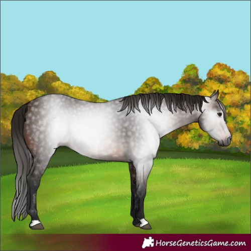 Horse Color:Gray Bay 