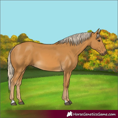 Horse Color:Palomino 