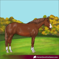 Horse Color:Chestnut 