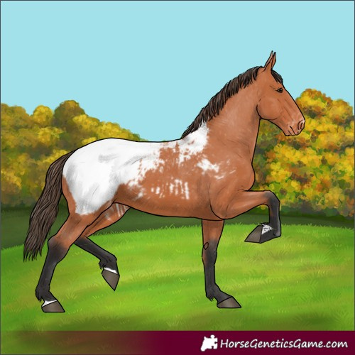 Horse Color:Bay Appaloosa