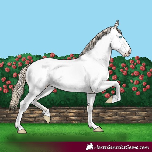 Horse Color:Perlino Appaloosa