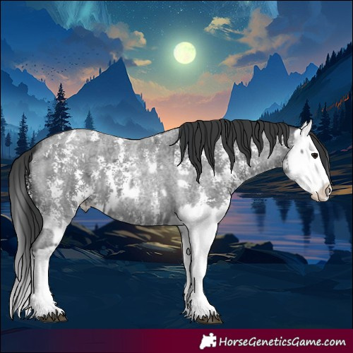Horse Color:Blue Roan Sabino Splash  and Blue Roan Sabino Splash 
