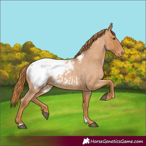 Horse Color:Red Roan Appaloosa 
