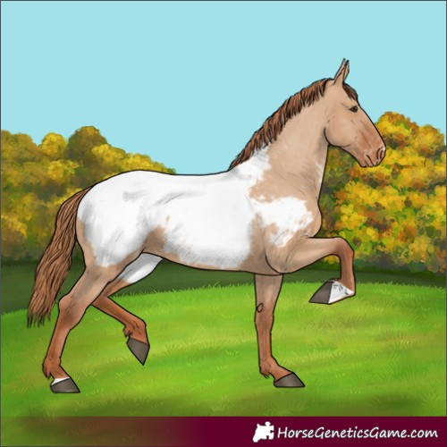 Horse Color:Red Dun Appaloosa 
