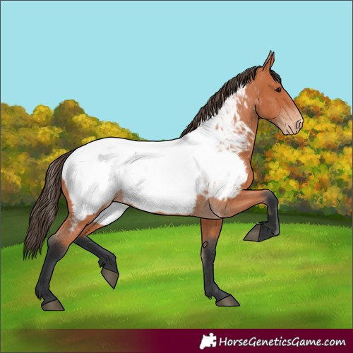 Horse Color:Bay Appaloosa 