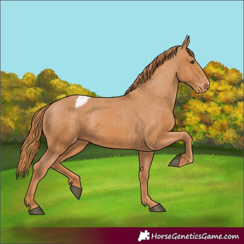 Horse Color:Chestnut Appaloosa 