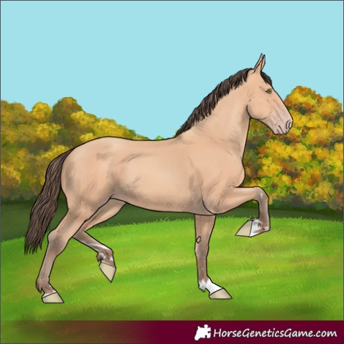 Horse Color:Amber Champagne