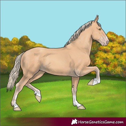 Horse Color:Unknown 