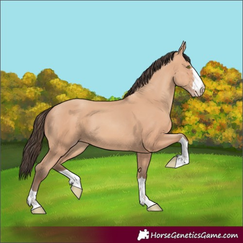 Horse Color:Amber Champagne
