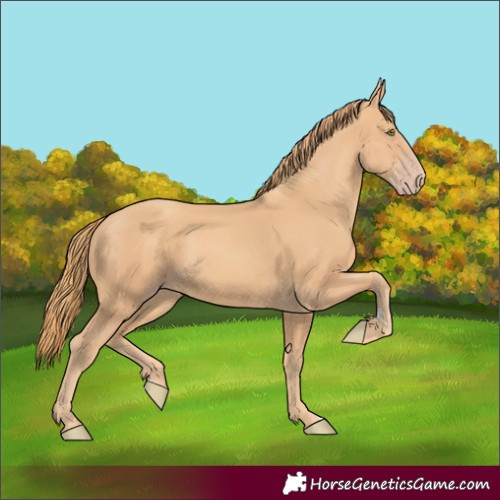 Horse Color:Gold Champagne 