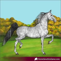 Horse Color:Blue Roan Sabino Splash  and Gray Blue Roan Sabino Splash 