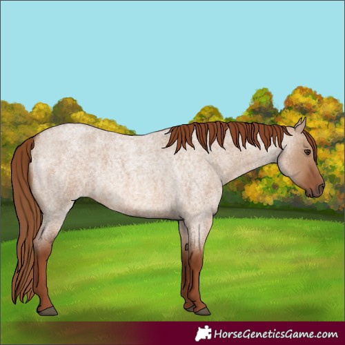 Horse Color:Red Dun Roan 
