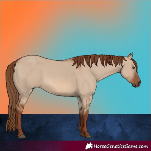 Horse Color:Red Dun 