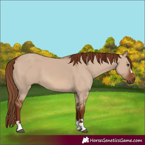 Horse Color:Red Dun 