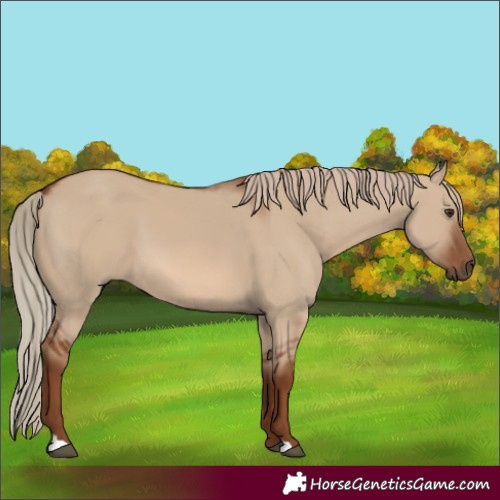 Horse Color:Red Dun 