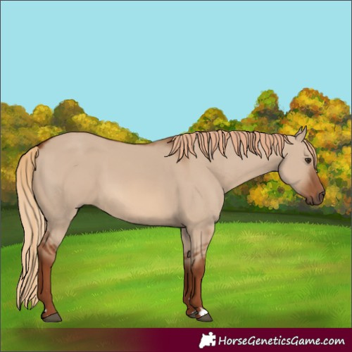 Horse Color:Red Dun 