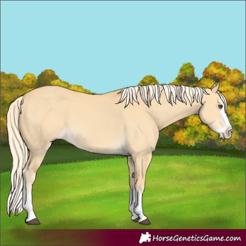 Horse Color:Palomino Dun Splash 