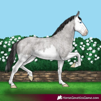 Horse Color:Smoky Grullo Roan Splash 