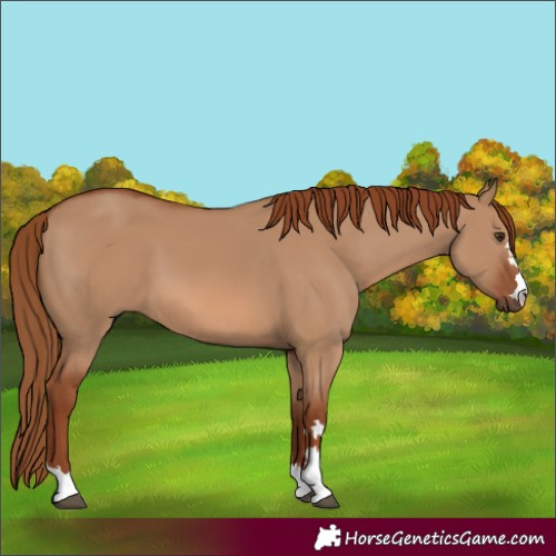 Horse Color:Red Dun 